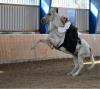 Unser Schwerpunkt liegt in der Ausbildung für Barocke Pferde, Kaltblüter und Pferde mit körperlichen Problemen.
Außerdem bieten wir regelmäßig Lehrgänge mit verschiedenen Schwerpunkten wie, Sitzschule, Handarbeit und Wellness für Pferd und Reiter an.
Mehr auf www.barockenhexen.de/